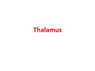 Thalamus
-
 