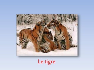 Le tigre
 