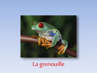 La grenouille
 