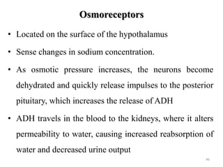 Osmoreceptors
• Located on the surface of the hypothalamus
• Sense changes in sodium concentration.
• As osmotic pressure ...