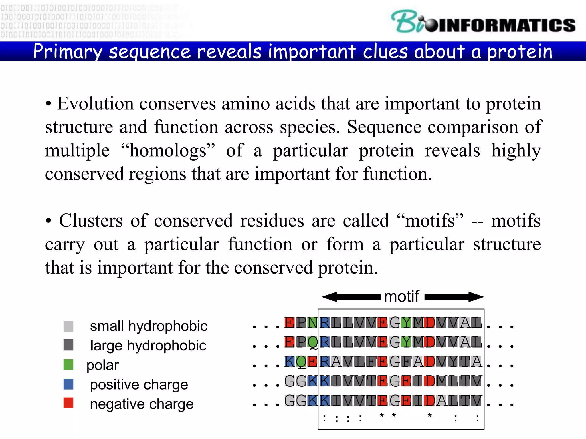 Primary sequence reveals important clues about a protein
DnaG E. coli ...EPNRLLVVEGYMDVVAL...
DnaG S. typ ...EPQRLLVVEGYMDVVAL...
DnaG B. subt ...KQERAVLFEGFADVYTA...
gp4 T3 ...GGKKIVVTEGEIDMLTV...
gp4 T7 ...GGKKIVVTEGEIDALTV...
: *: :: * * : :
small hydrophobic
large hydrophobic
polar
positive charge
negative charge
• Evolution conserves amino acids that are important to protein
structure and function across species. Sequence comparison of
multiple “homologs” of a particular protein reveals highly
conserved regions that are important for function.
• Clusters of conserved residues are called “motifs” -- motifs
carry out a particular function or form a particular structure
that is important for the conserved protein.
motif
 