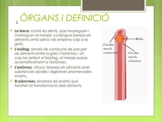 ÒRGANS I DEFINICIÓ
 La boca: conté les dents, que mosseguen i
masteguen el menjar. La llengua barreja els
aliments amb saliva i els empeny cap a la
gola.
 L'esòfag: serveix de conducte de pas per
als aliments entre la gola i l'estómac. Un
cop ha arribat a l'esòfag, el menjar passa
automàticament a l'estómac.
 L'estómac: tritura i barreja els aliments amb
substàncies àcides i digestives anomenades
enzims.
 El pàncrees: produeix els enzims que
faciliten la transformació dels aliments.
L
 
