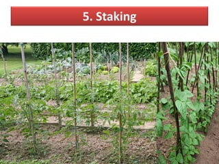 5. Staking
 