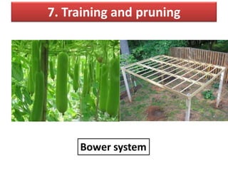 7. Training and pruning
Bower system
 