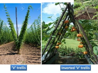 Inverted ‘V’ trellis
‘V’ trellis
 