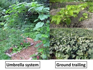 Ground trailing
Umbrella system
 