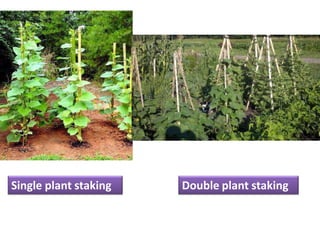 Single plant staking Double plant staking
 