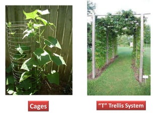 “T” Trellis System
Cages
 