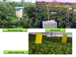 Pheromone trap Bird perch
Yellow sticky trap
 