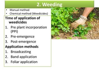 2. Weeding
• Manual method
• Chemical method (Weedicides)
Time of application of
weedicides
1. Pre plant incorporation
(PPI)
2. Pre-emergence
3. Post-emergence
Application methods
1. Broadcasting
2. Band application
3. Foliar application
 
