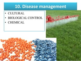 10. Disease management
• CULTURAL
• BIOLOGICAL CONTROL
• CHEMICAL
 