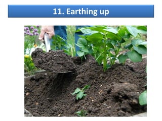 11. Earthing up
 