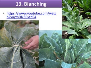 13. Blanching
• https://www.youtube.com/watc
h?v=ymDN3Bvth94
 