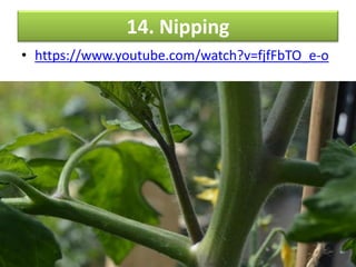 14. Nipping
• https://www.youtube.com/watch?v=fjfFbTO_e-o
 