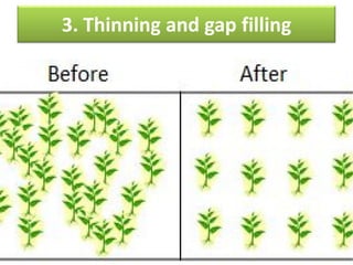 3. Thinning and gap filling
 