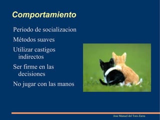 Si hay otro gato en casa 