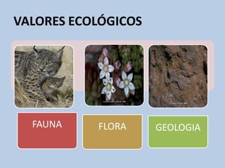 VALORES ECOLÓGICOS
FAUNA FLORA GEOLOGIA
 