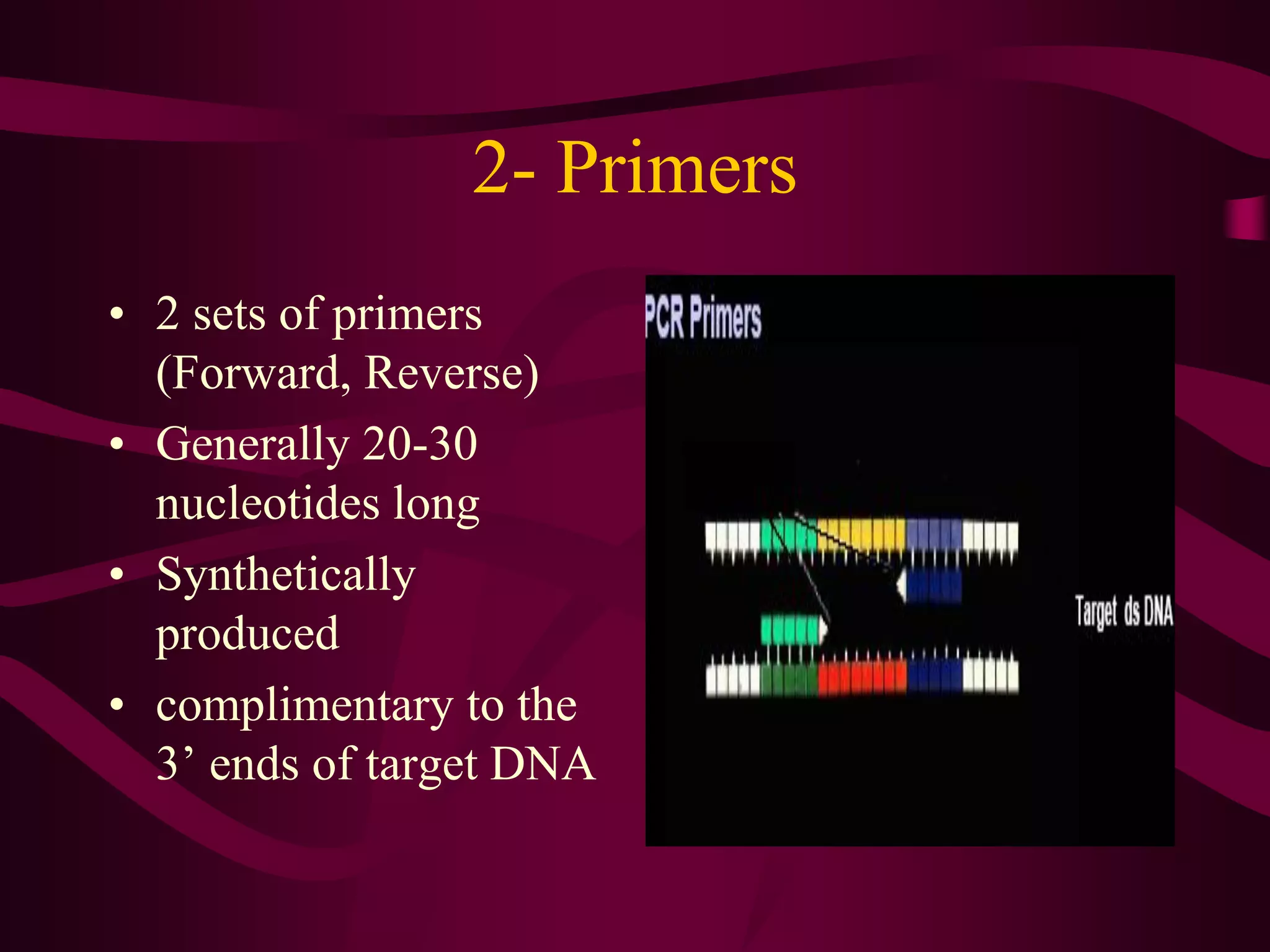 2- Primers
• 2 sets of primers
(Forward, Reverse)
• Generally 20-30
nucleotides long
• Synthetically
produced
• complimentary to the
3’ ends of target DNA
 