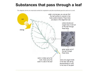 Substances that pass through a leaf
 