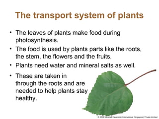 The transport system of plants
• The leaves of plants make food during
photosynthesis.
• The food is used by plants parts like the roots,
the stem, the flowers and the fruits.
• Plants need water and mineral salts as well.
• These are taken in
through the roots and are
needed to help plants stay
healthy.
© 2009 Marshall Cavendish International (Singapore) Private Limited
 