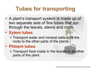 Tubes for transporting
• A plant’s transport system is made up of
two separate sets of fine tubes that run
through the leaves, stems and roots.
• Xylem tubes
o Transport water and mineral salts from the
roots to the other parts of the plants.
• Phloem tubes
o Transport food made in the leaves to all other
parts of the plant.
© 2009 Marshall Cavendish International (Singapore) Private Limited
 