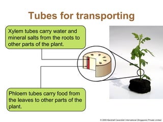 Tubes for transporting
Xylem tubes carry water and
mineral salts from the roots to
other parts of the plant.
Phloem tubes carry food from
the leaves to other parts of the
plant.
© 2009 Marshall Cavendish International (Singapore) Private Limited
 