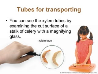 Tubes for transporting
• You can see the xylem tubes by
examining the cut surface of a
stalk of celery with a magnifying
glass.
xylem tube
© 2009 Marshall Cavendish International (Singapore) Private Limited
 
