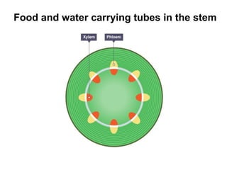 Food and water carrying tubes in the stem
 