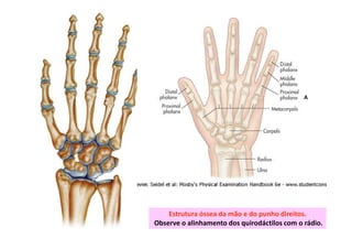 Estrutura óssea da mão e do punho direitos.
Observe o alinhamento dos quirodáctilos com o rádio.
 