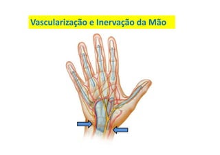 Vascularização e Inervação da Mão
 