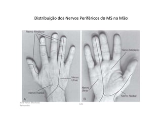 José Heitor Machado
Fernandes
126
Distribuíção dos Nervos Periféricos do MS na Mão
 