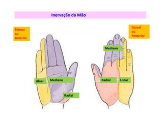 Radial Ulnar
Mediano
MedianoUlnar
Radial
Inervação da Mão
Palmar
ou
Anterior
Dorsal
ou
Posterior
 