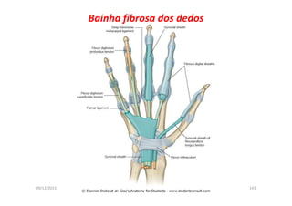 09/12/2015 Dr. José Heitor Machado Fernandes 143
Bainha fibrosa dos dedos
 