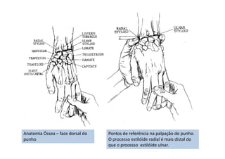 Anatomia Óssea – face dorsal do
punho
Pontos de referência na palpação do punho.
O processo estilóide radial é mais distal do
que o processo estilóide ulnar.
 