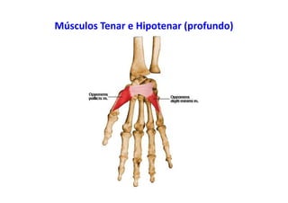 Músculos Tenar e Hipotenar (profundo)
 