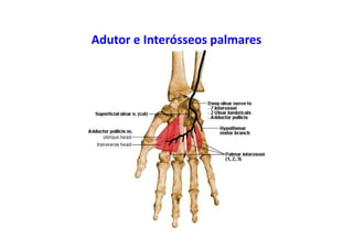 Adutor e Interósseos palmares
 