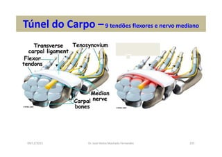 09/12/2015 Dr. José Heitor Machado Fernandes 235
Túnel do Carpo –9 tendões flexores e nervo mediano
 