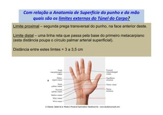 Com relação a Anatomia de Superfície do punho e da mão
quais são os limites externos do Túnel do Carpo?
Limite proximal – segunda prega transversal do punho, na face anterior deste.
Limite distal – uma linha reta que passa pela base do primeiro metacarpiano
(esta distância poupa o círculo palmar arterial superificial).
Distância entre estes limtes = 3 a 3,5 cm
 