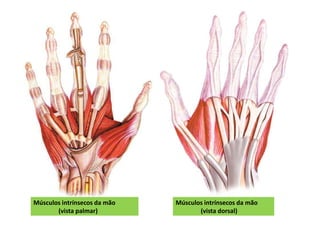 Músculos intrínsecos da mão
(vista palmar)
Músculos intrínsecos da mão
(vista dorsal)
 