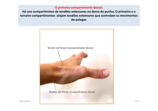 09/12/2015 Dr. José Heitor Machado Fernandes 256
O primeiro compartimento dorsal.
Há seis compartimetos de tendões extensores no dorso do punho. O primeiro e o
terceiro compartimentos alojam tendões extensores que controlam os movimentos
do polegar.
 