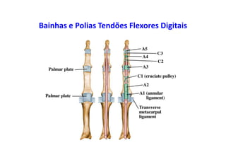 Bainhas e Polias Tendões Flexores Digitais
 