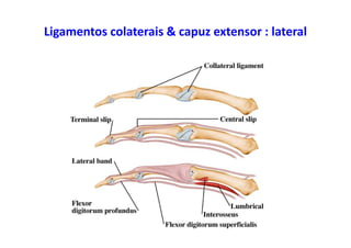 Ligamentos colaterais & capuz extensor : lateral
 