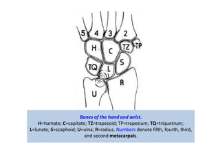 09/12/2015 318
Bones of the hand and wrist.
H=hamate; C=capitate; TZ=trapezoid; TP=trapezium; TQ=triquetrum;
L=lunate; S=scaphoid; U=ulna; R=radius. Numbers denote fifth, fourth, third,
and second metacarpals.
 