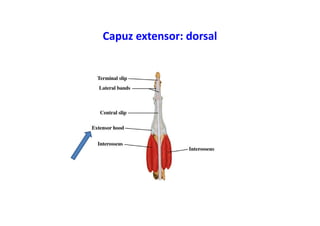 Capuz extensor: dorsal
 