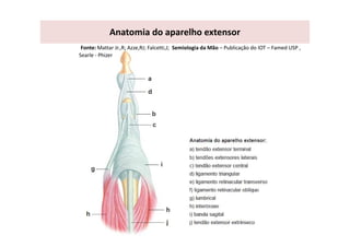 Anatomia do aparelho extensor
Fonte: Mattar Jr.,R; Azze,RJ; Falcetti,J; Semiologia da Mão – Publicação do IOT – Famed USP ,
Searle - Phizer
 