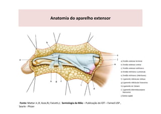 Anatomia do aparelho extensor
Fonte: Mattar Jr.,R; Azze,RJ; Falcetti,J; Semiologia da Mão – Publicação do IOT – Famed USP ,
Searle - Phizer
 