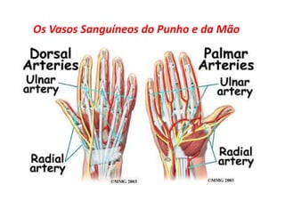 09/12/2015 Dr. José Heitor Machado Fernandes 36
Os Vasos Sanguíneos do Punho e da Mão
 