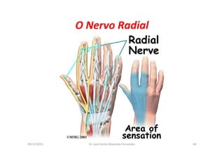 09/12/2015 Dr. José Heitor Machado Fernandes 40
O Nervo Radial
 