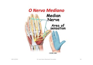 09/12/2015 Dr. José Heitor Machado Fernandes 42
O Nervo Mediano
 