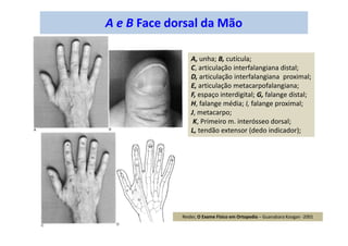 A e B Face dorsal da Mão
A, unha; B, cutícula;
C, articulação interfalangiana distal;
D, articulação interfalangiana proximal;
E, articulação metacarpofalangiana;
F, espaço interdigital; G, falange distal;
H, falange média; I, falange proximal;
J, metacarpo;
K, Primeiro m. interósseo dorsal;
L, tendão extensor (dedo indicador);
Reider, O Exame Físico em Ortopedia – Guanabara Koogan -2001
 